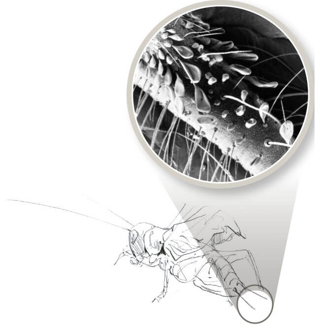 Des soies de toutes sortes sur un cerque de grillon Gros plan sur le chant du grillon