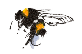 Bourdon terrestre / © Benoît Perrotin