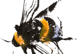 Bourdon terrestre / © Benoît Perrotin