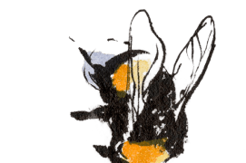 Bourdon terrestre / © Benoît Perrotin