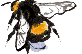 Bourdon terrestre / © Benoît Perrotin