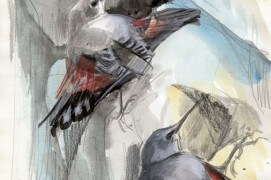 Deux tichodromes à Besançon / © Nick Derry