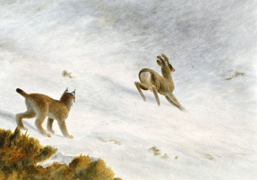Devant la rapidité du chevreuil, le lynx abandonne sa course.