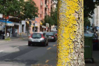 Dopée par l'azote atmosphérique, Candelaria concolor est l'une des espèces qui prolifèrent en ville.