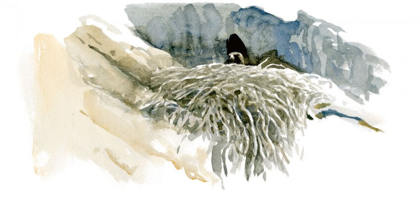 Durant les deux mois et demi de la couvaison, la femelle quitte rarement son nid. Noces royales sur la corniche des aigles