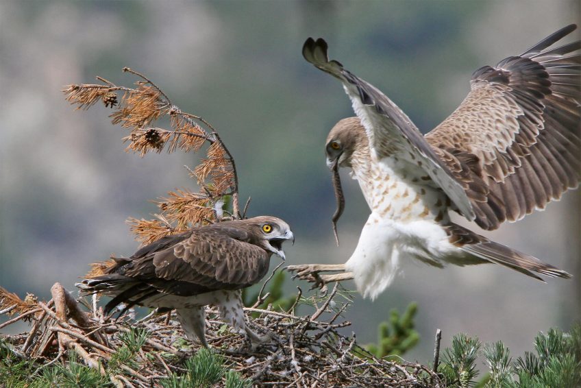 Le circaète, un aigle aux yeux d'ambre