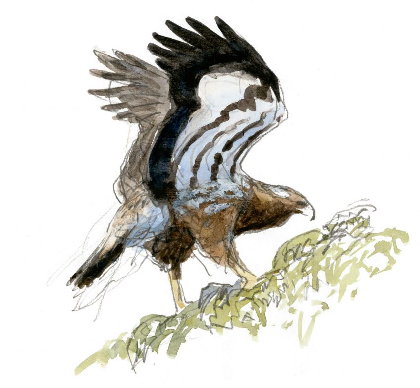 L'envol de l'aigle héritier