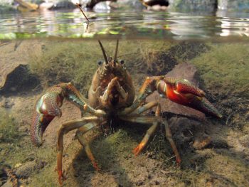 Ecrevisse signal ou écrevisse de Californie, Pacifastacus leniusculus