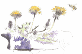 « En l'espace d'une heure, un lézard est passé, un bourdon, une abeille qui a rendu visite au pissenlit. » / © Olivier Loir