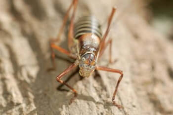 Ephippigère mâle / © Gwénaëlle Plet