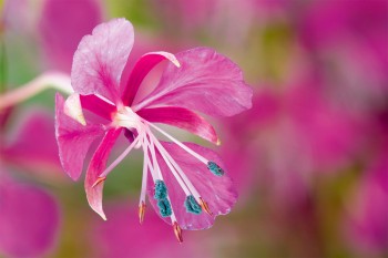 Epilobe en épi: seules les étamines sont visibles, celles qui apparaissent grises sont encore couvertes de pollen tandis que les brunes sont fanées. Le stigmate n'est pas encore mûr et apparent.