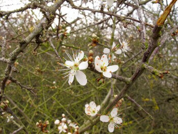 Epine noire / © Aino Adriaens