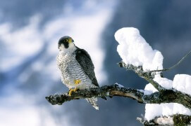 Faucon pèlerin / © Benoît Renevey