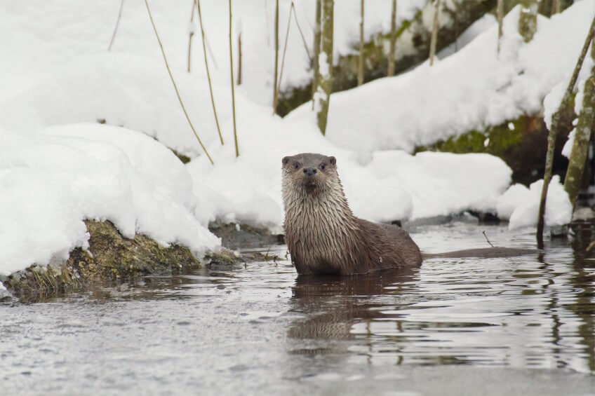 Femelle pêchant en plein jour