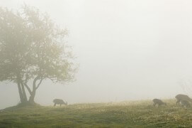 Femelles et jeunes bouquetins / © Benoît Renevey