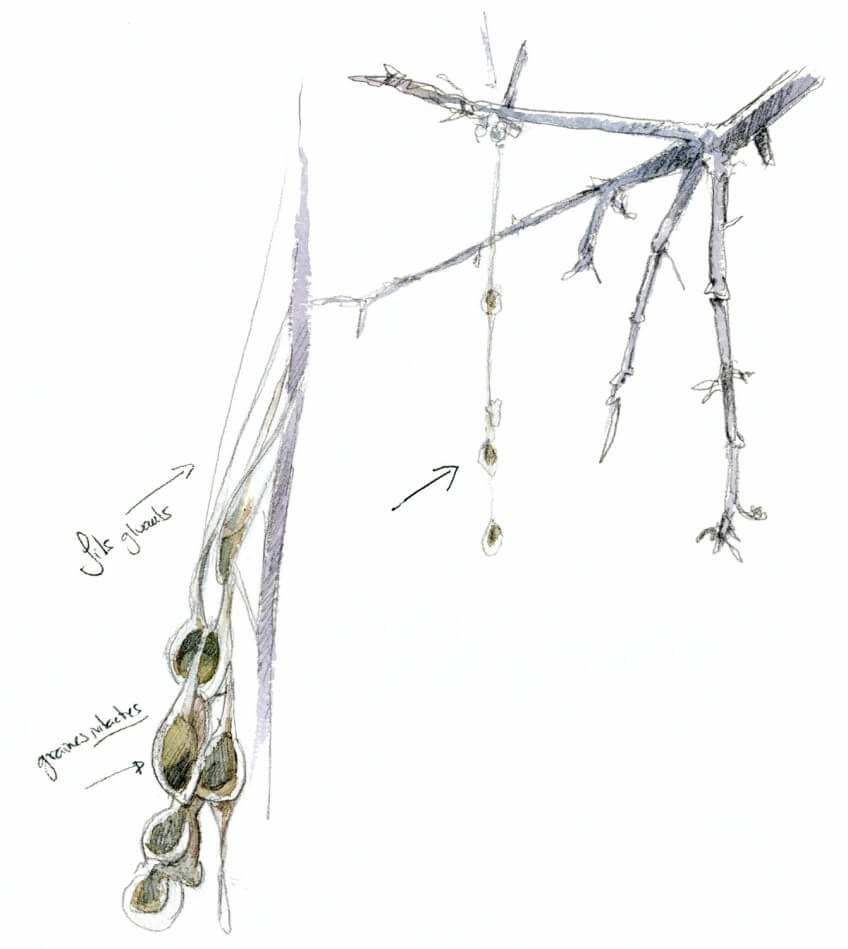 « Fientes de grive, gluantes, qui collent aux branches avec les graines intactes dedans. »