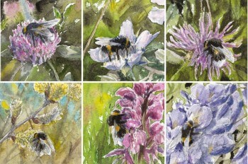 Fleur de trèfle, chaton de saule, orchidée, centaurée… Les bourdons ont besoin d'une grande diversité de fleurs.