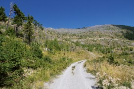 Forêt incendiée, Haut-Valais, Suisse / © Lionel Maumary