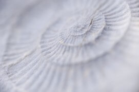 Fossile d'ammonite trouvé dans la roche / © Christophe Sidamon-Pesson