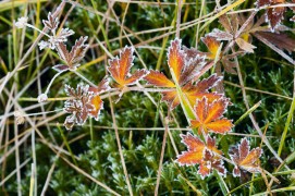 Géranium des bois / © Benoît Renevey