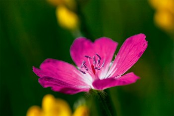 Géranium sanguin (fleur hermaphrodite)