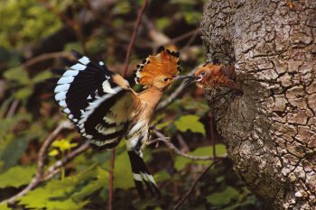 Grâce à des mesures de protection bien ciblées de la part d'équipes d'ornithologues de Nos Oiseaux, la huppe fasciée est de retour dans nos campagnes et ses populations sont en augmentation.
