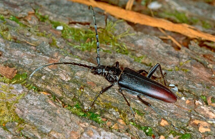 Le défi nature du Grand Genève, les corridors biologiques