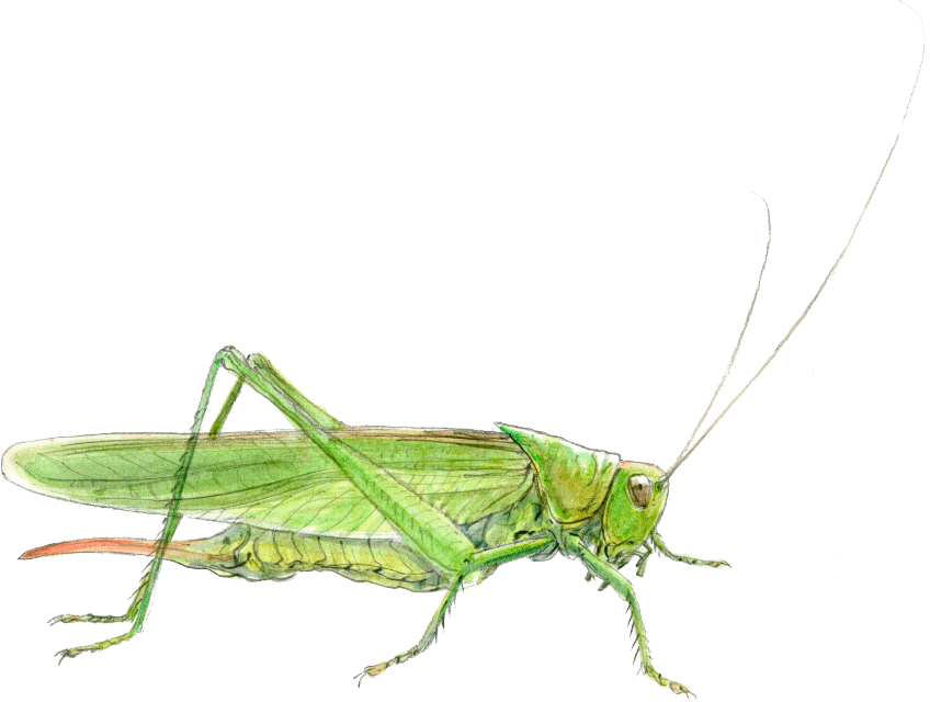 La chorales des orthoptères, sauterelles, grillons, criquets.