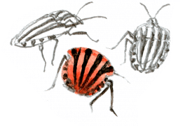 Graphosomes ( Graphosomes ("punaises arlequins") / © Denis Clavreul