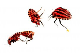 Graphosomes ( Graphosomes ("punaises arlequins") / © Denis Clavreul