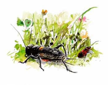 Grillon à côté d'un pyrrhocore Grillon à côté d'un pyrrhocore