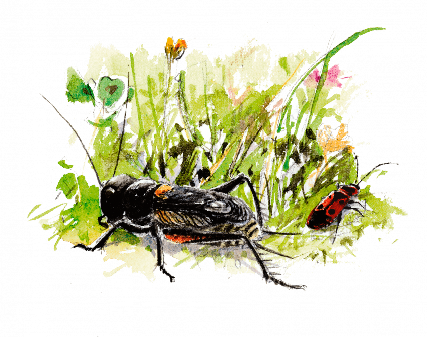 Grillon champêtre, le musicien de l'herbe