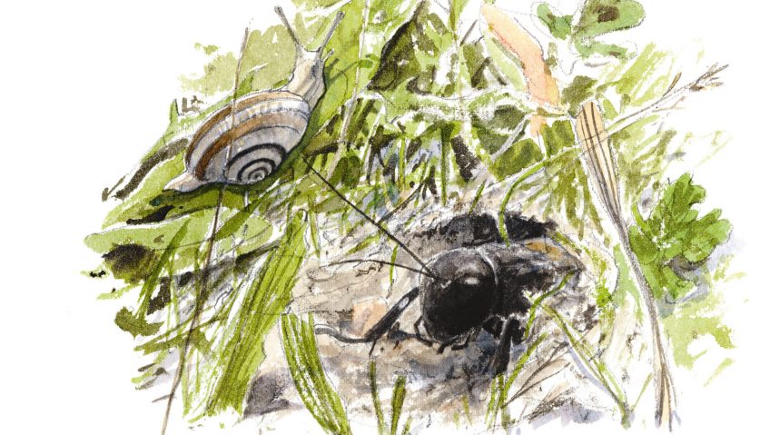 Comment observer le grillon champêtre ?