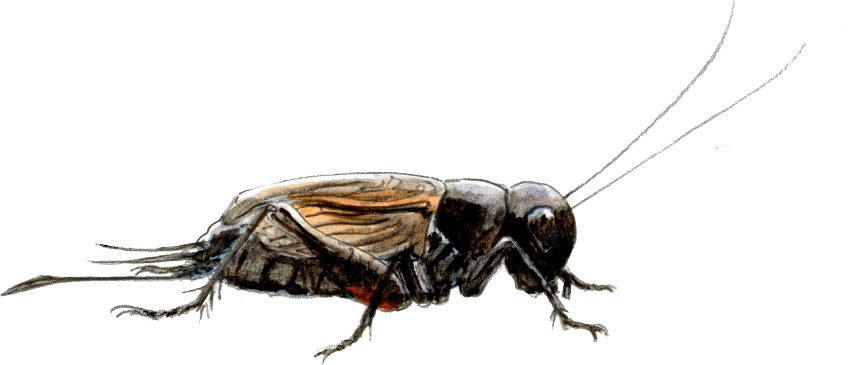 La chorales des orthoptères, sauterelles, grillons, criquets.