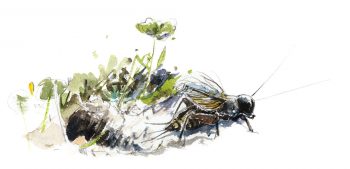 Grillon chantant devant l'entrée de son terrier Grillon chantant devant l'entrée de son terrier