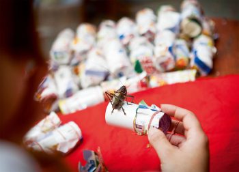 Grillon dressé au combat Grillon dressé au combat