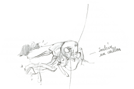 Grillon en train de creuser son terrier / © Benoît Perrotin