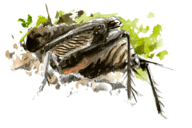 Grillon en train de creuser son terrier / © Benoît Perrotin