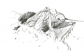 Grillon en train de creuser son terrier / © Benoît Perrotin