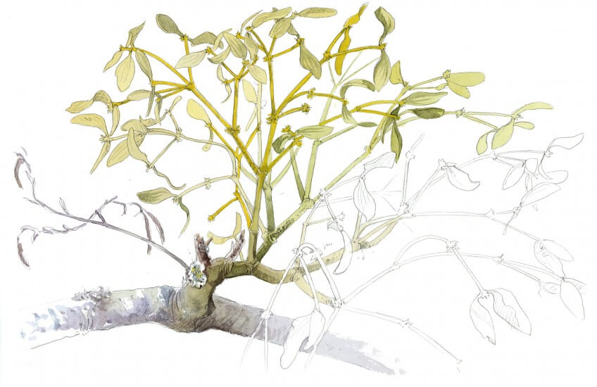 Gui de quelques années