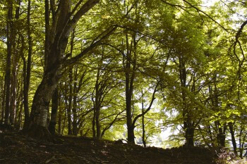 Hêtraie / © Fleur Daugey