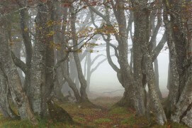 Hêtraie d'altitude / © Benoît Renevey