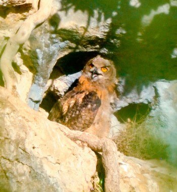 Hibou grand-duc