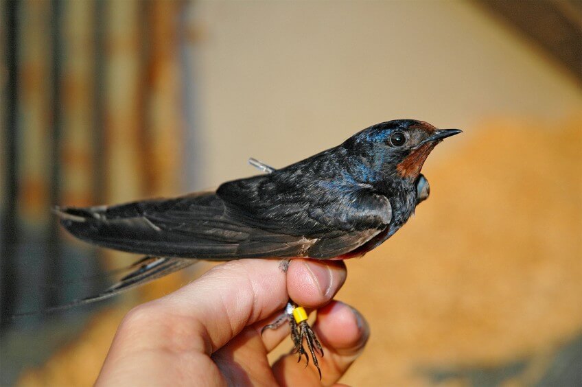 Hirondelle rustique équipée d'un géolocalisateur ultra-léger (0,6 grammes).