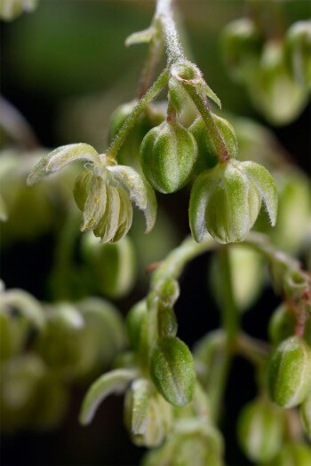 Houblon (plante dioïque)