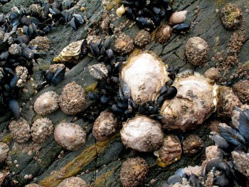 Huîtres, moules et patelles / © Aino Adriaens