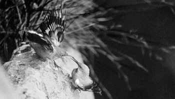 Il a fallu beaucoup de ténacité à Eugene Huttenmoser pour parvenir à photographier le tichodrome échelette en première mondiale. Il a fallu beaucoup de ténacité à Eugene Huttenmoser pour parvenir à photographier le tichodrome échelette en première mondiale.