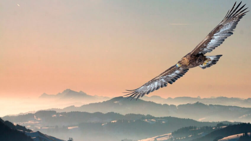 Aigle au-dessus des montagnes appenzelloises Les tribulations d'un banni parmi les aigles