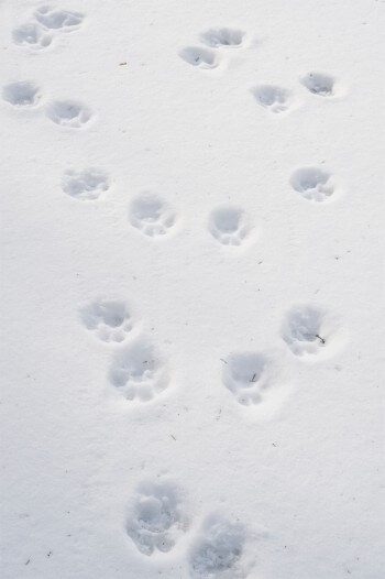 Jacques Rime sur la piste du lynx. Le premier indice vient de la poudreuse. / © Hélène Tobler