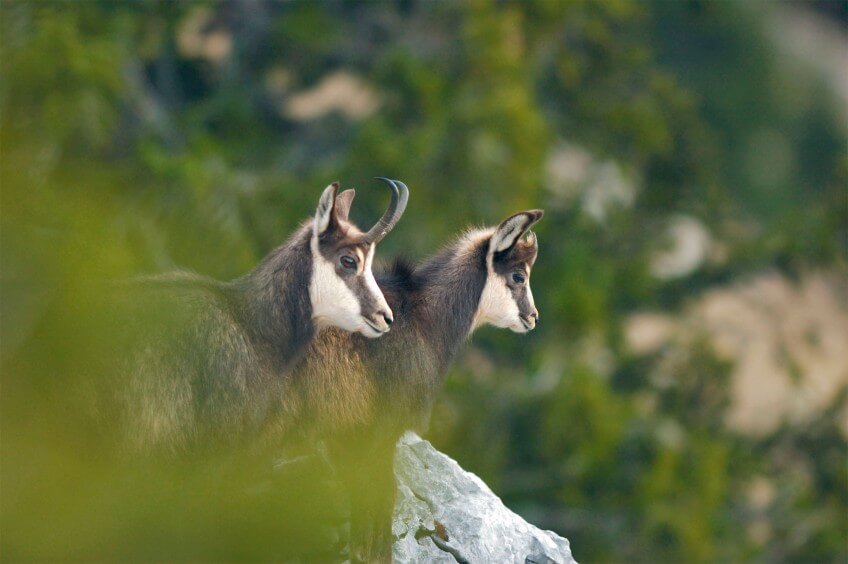 Jeune chamois accompagné de sa mère